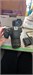 Canon EOS 1200D + объектив 18-55мм 890000710020