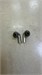 Samsung Galaxy Buds 3 Pro (SM-R630) 890000722179