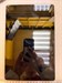 ПЛАНШЕТ HONOR PAD X8A 4/64GB WI-FI 890000732307