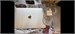 Ноутбук Apple MacBook Air 13 (2020, M1) 8/256 ГБ 890000651515